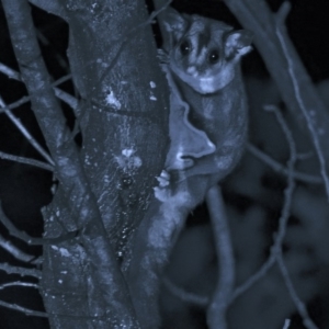 Petaurus notatus at Gungahlin, ACT - 23 Aug 2017