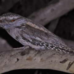 Podargus strigoides (Tawny Frogmouth) at Mulligans Flat - 23 Aug 2017 by JohnBundock