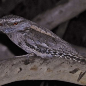 Podargus strigoides at Forde, ACT - 23 Aug 2017