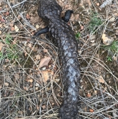 Tiliqua rugosa (Shingleback Lizard) at Majura, ACT - 24 Aug 2017 by AaronClausen