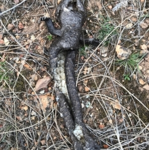 Tiliqua rugosa at Majura, ACT - 24 Aug 2017