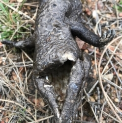 Tiliqua rugosa at Majura, ACT - 24 Aug 2017 05:15 PM