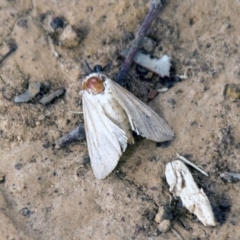 Leucania (genus) (A noctuid moth) at Belconnen, ACT - 24 Aug 2017 by Alison Milton