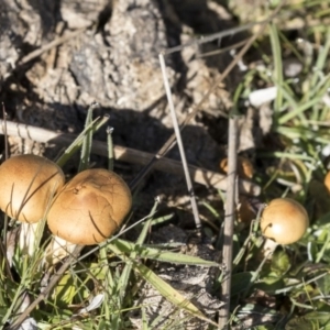 Agrocybe praecox group at Belconnen, ACT - 22 Aug 2017