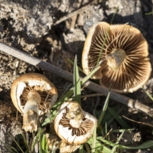 Agrocybe praecox group at Belconnen, ACT - 22 Aug 2017 08:34 AM