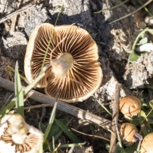 Agrocybe praecox group at Belconnen, ACT - 22 Aug 2017 08:34 AM