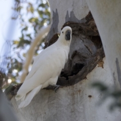 Cacatua galerita (Sulphur-crested Cockatoo) at Hawker, ACT - 21 Aug 2017 by AlisonMilton