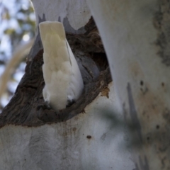 Cacatua galerita at Hawker, ACT - 22 Aug 2017