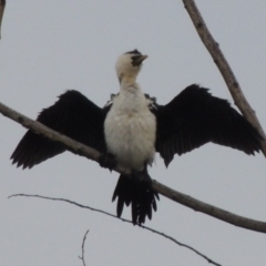 Microcarbo melanoleucos (Little Pied Cormorant) at Jerrabomberra Wetlands - 10 Oct 2014 by MichaelBedingfield