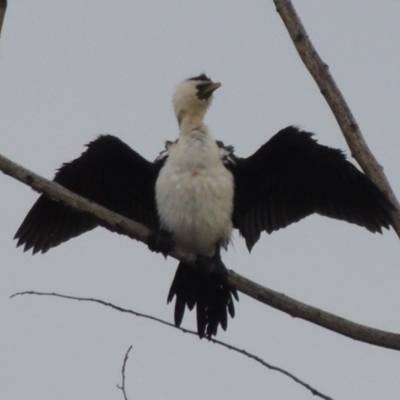 Microcarbo melanoleucos (Little Pied Cormorant) at Fyshwick, ACT - 10 Oct 2014 by MichaelBedingfield