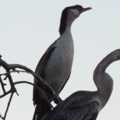 Microcarbo melanoleucos (Little Pied Cormorant) at Greenway, ACT - 22 Aug 2014 by michaelb