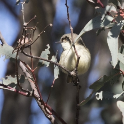 Acanthiza reguloides (Buff-rumped Thornbill) at Hawker, ACT - 22 Aug 2017 by AlisonMilton