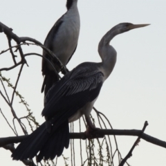 Anhinga novaehollandiae (Australasian Darter) at Greenway, ACT - 22 Aug 2014 by michaelb