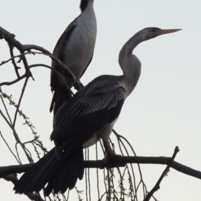 Anhinga novaehollandiae (Australasian Darter) at Lake Tuggeranong - 22 Aug 2014 by michaelb