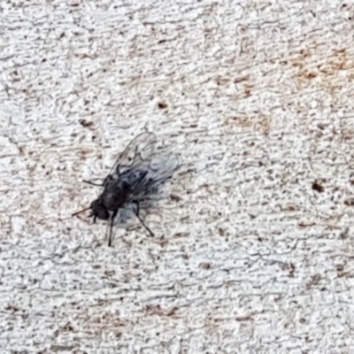 Muscidae (family) (Unidentified muscid fly) at QPRC LGA - 24 Aug 2017 by Speedsta