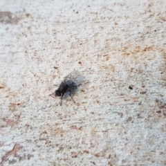 Muscidae (family) at QPRC LGA - 24 Aug 2017 05:14 PM