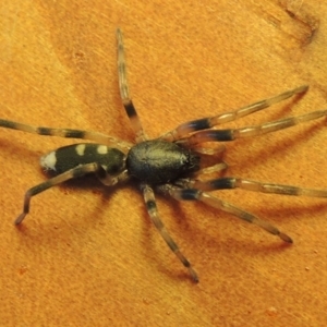 Lampona sp. (genus) at Conder, ACT - 8 Aug 2016 12:58 PM