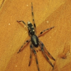 Lampona sp. (genus) at Conder, ACT - 8 Aug 2016 12:58 PM