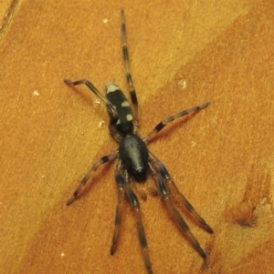 Lampona sp. (genus) at Conder, ACT - 8 Aug 2016