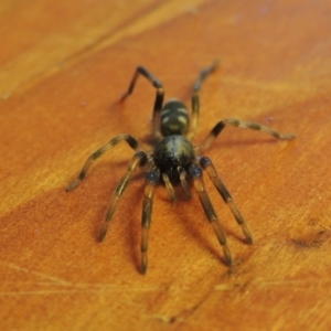 Lampona sp. (genus) at Conder, ACT - 8 Aug 2016 12:58 PM