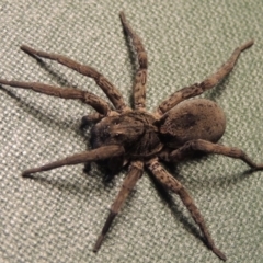 Lycosidae (family) (Unidentified wolf spider) at Pollinator-friendly garden Conder - 31 Aug 2016 by michaelb