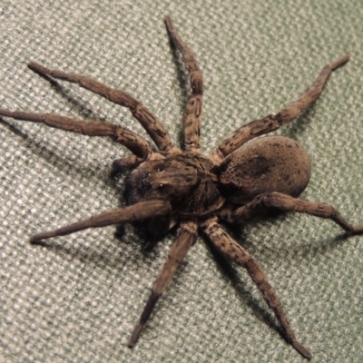 Lycosidae (family) (Wolf spider) at Conder, ACT - 31 Aug 2016 by michaelb