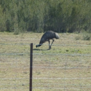 Dromaius novaehollandiae at Paddys River, ACT - 12 Aug 2017 11:17 AM