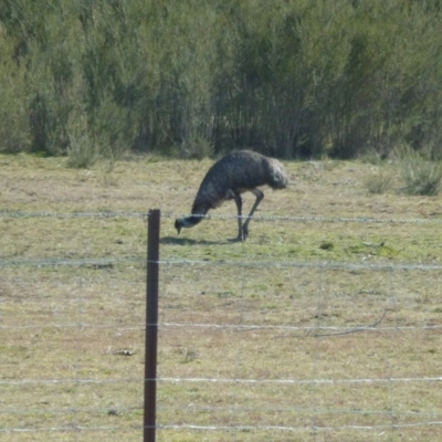 Dromaius novaehollandiae (Emu) at Paddys River, ACT - 12 Aug 2017 by ozza