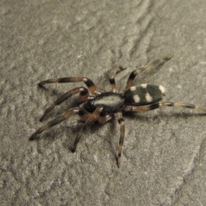 Lampona sp. (genus) at Conder, ACT - 2 Sep 2016 11:50 PM