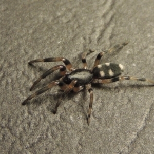 Lampona sp. (genus) at Conder, ACT - 2 Sep 2016