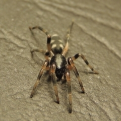 Lampona sp. (genus) at Conder, ACT - 2 Sep 2016 11:50 PM