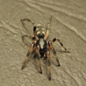 Lampona sp. (genus) at Conder, ACT - 2 Sep 2016 11:50 PM