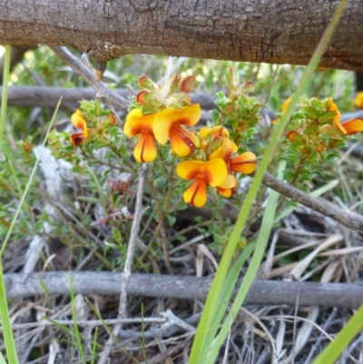 Pultenaea procumbens (Bush Pea) at Kambah, ACT - 14 Oct 2015 by jksmits