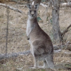 Macropus giganteus (Eastern Grey Kangaroo) at Greenway, ACT - 24 Aug 2017 by ozza