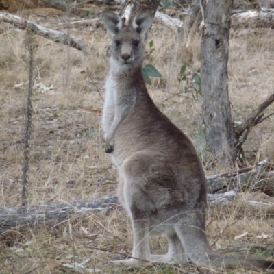 Macropus giganteus (Eastern Grey Kangaroo) at Bullen Range - 24 Aug 2017 by ozza