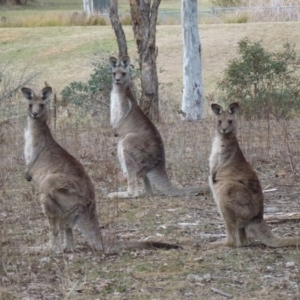 Macropus giganteus at Greenway, ACT - 24 Aug 2017