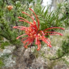 Grevillea juniperina subsp. fortis (Grevillea) at Bullen Range - 24 Aug 2017 by ozza