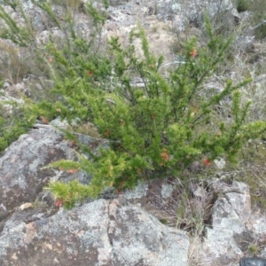 Grevillea juniperina subsp. fortis at Greenway, ACT - 24 Aug 2017