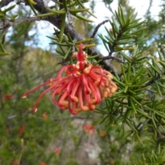 Grevillea juniperina subsp. fortis at Greenway, ACT - 24 Aug 2017