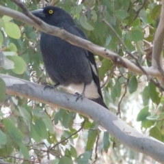 Strepera graculina (Pied Currawong) at Lake Tuggeranong - 24 Aug 2017 by ozza