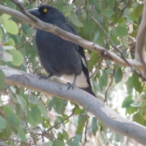 Strepera graculina at Greenway, ACT - 24 Aug 2017