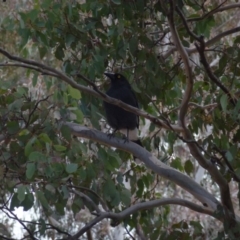 Strepera graculina at Greenway, ACT - 24 Aug 2017