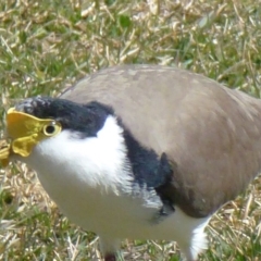 Vanellus miles (Masked Lapwing) at Greenway, ACT - 24 Aug 2017 by ozza