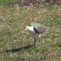 Vanellus miles at Greenway, ACT - 24 Aug 2017