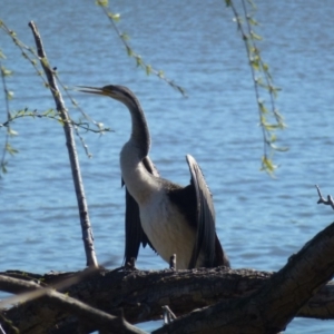 Anhinga novaehollandiae at Greenway, ACT - 20 Aug 2017