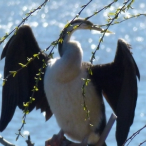 Anhinga novaehollandiae at Greenway, ACT - 20 Aug 2017