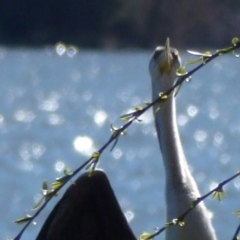 Anhinga novaehollandiae at Greenway, ACT - 20 Aug 2017