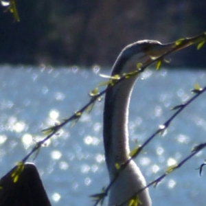 Anhinga novaehollandiae at Greenway, ACT - 20 Aug 2017