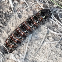 Apina callisto (Pasture Day Moth) at QPRC LGA - 24 Aug 2017 by Speedsta