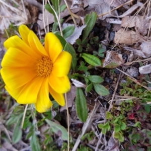 Gazania rigens at Griffith, ACT - 24 Aug 2017